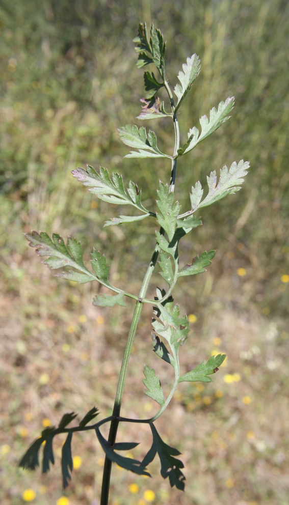 Daucus carota s.l. / Carota selvatica